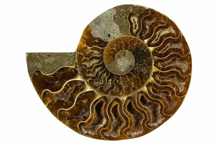 Cut & Polished Ammonite Fossil (Half) - Crystal Pockets #310689